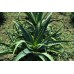 Pianta di Aloe Arborescens BIO